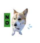 コーギーコロ助（個別スタンプ：3）