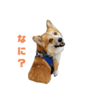 コーギーコロ助（個別スタンプ：4）