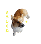 コーギーコロ助（個別スタンプ：8）
