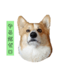 コーギーコロ助（個別スタンプ：9）