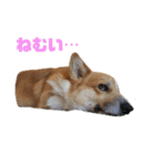 コーギーコロ助（個別スタンプ：12）