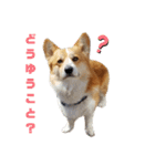 コーギーコロ助（個別スタンプ：14）