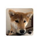 ★秋 王子★（個別スタンプ：4）