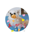 utino-wanko（個別スタンプ：1）