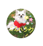 utino-wanko（個別スタンプ：3）
