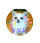 utino-wanko（個別スタンプ：4）