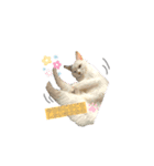 らずきなぽんた（個別スタンプ：1）