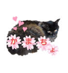にゃーたさん（個別スタンプ：2）