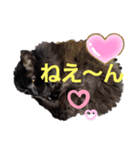 にゃーたさん（個別スタンプ：3）