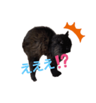 にゃーたさん（個別スタンプ：5）