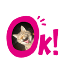 カワノテンテン（個別スタンプ：6）