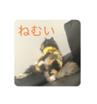 ペルシャ猫の♪ポンチマンズスタンプ（個別スタンプ：2）