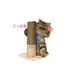 ペルシャ猫の♪ポンチマンズスタンプ（個別スタンプ：3）