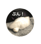 ペルシャ猫の♪ポンチマンズスタンプ（個別スタンプ：5）