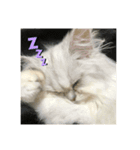 ペルシャ猫の♪ポンチマンズスタンプ（個別スタンプ：7）