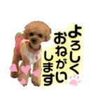 わんわんスタンプ★（個別スタンプ：1）