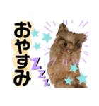 わんわんスタンプ★（個別スタンプ：3）