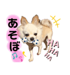 わんわんスタンプ★（個別スタンプ：6）