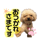 わんわんスタンプ★（個別スタンプ：7）