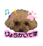 わんわんスタンプ★（個別スタンプ：8）
