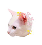とうふとぽんずのにゃんスタンプฅ^•д•^ฅ（個別スタンプ：1）
