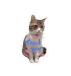 とうふとぽんずのにゃんスタンプฅ^•д•^ฅ（個別スタンプ：2）