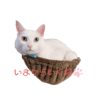 とうふとぽんずのにゃんスタンプฅ^•д•^ฅ（個別スタンプ：4）