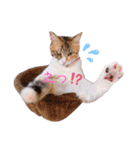 とうふとぽんずのにゃんスタンプฅ^•д•^ฅ（個別スタンプ：6）