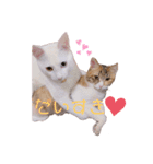 とうふとぽんずのにゃんスタンプฅ^•д•^ฅ（個別スタンプ：7）