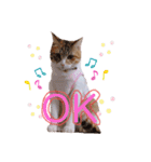 とうふとぽんずのにゃんスタンプฅ^•д•^ฅ（個別スタンプ：9）