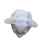 とうふとぽんずのにゃんスタンプฅ^•д•^ฅ（個別スタンプ：10）