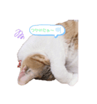 とうふとぽんずのにゃんスタンプฅ^•д•^ฅ（個別スタンプ：11）