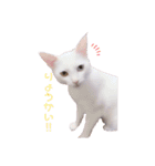 とうふとぽんずのにゃんスタンプฅ^•д•^ฅ（個別スタンプ：12）