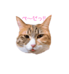 とうふとぽんずのにゃんスタンプฅ^•д•^ฅ（個別スタンプ：13）