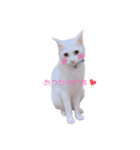 とうふとぽんずのにゃんスタンプฅ^•д•^ฅ（個別スタンプ：15）
