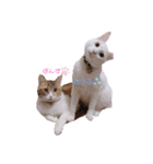とうふとぽんずのにゃんスタンプฅ^•д•^ฅ（個別スタンプ：16）
