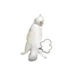 白猫モモ✩（個別スタンプ：5）