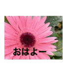 綺麗な花たち（個別スタンプ：3）