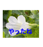 綺麗な花たち（個別スタンプ：6）
