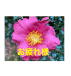 綺麗な花たち（個別スタンプ：7）