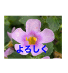 綺麗な花たち（個別スタンプ：8）