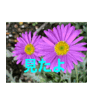 綺麗な花たち（個別スタンプ：9）