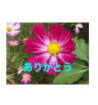 綺麗な花たち（個別スタンプ：11）