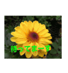 綺麗な花たち（個別スタンプ：14）
