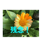 綺麗な花たち（個別スタンプ：15）
