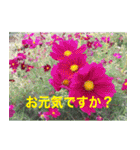 綺麗な花たち（個別スタンプ：16）