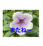 綺麗な花たち（個別スタンプ：17）
