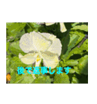 綺麗な花たち（個別スタンプ：20）