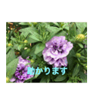 綺麗な花たち（個別スタンプ：24）