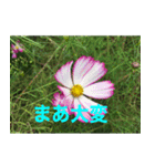 綺麗な花たち（個別スタンプ：29）